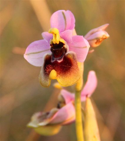 Orchidee a Matera e dintorni